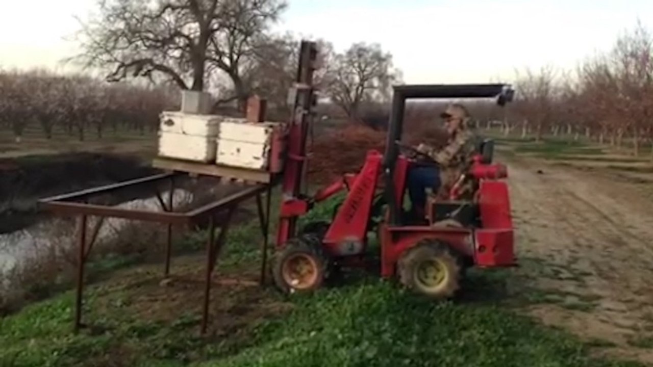 Inside California's almond pollination season