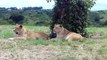 Lion opens car door during safari