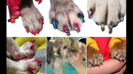 Любителям животных  Маникюр - педикюр для собак