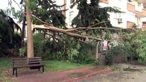 Fırtına ağaçları kökünden söktü - Adana şiddetli yağış