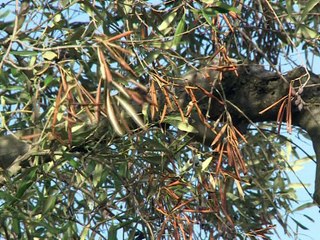 Dans les Pouilles, les oliviers millénaires se meurent de la xylella