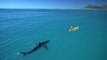 ZAP DU JOUR #355 : Un requin fait tomber un kayakiste à l'eau !
