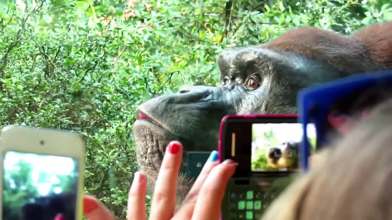 Kids and wild animals At The Zoo- Rainforest Animals and African animals