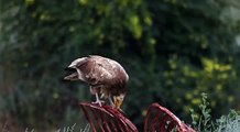 Egyptian Vulture - equilibrist. Стервятник-эквилибрист. Neophron percnopterus