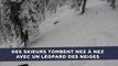Des skieurs tombent nez à nez avec un léopard des neiges