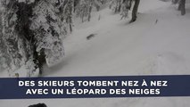 Des skieurs tombent nez à nez avec un léopard des neiges