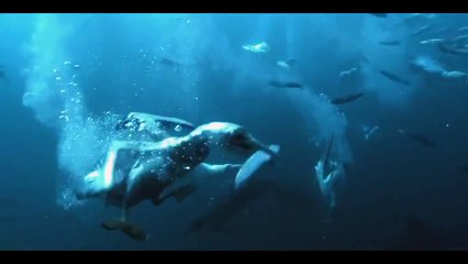 Дельфины как они охотятся