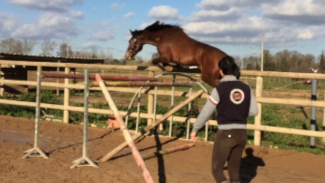 4ans Elvis Ter Putte (Diamant de semilly X Darco) et Mere Cento X Heartbreaker