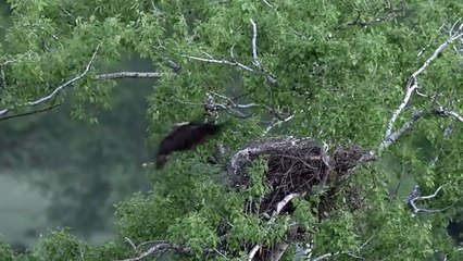 Imperial eagle (Aquila heliaca)  two nests