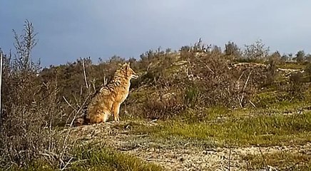 Jackal. Шакал. Canis aureus. Azerbaijan. Shirvan National Park.