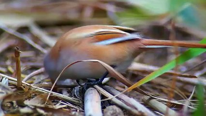 Lake Aggol. Birds. Озеро Аггель. Птицы.