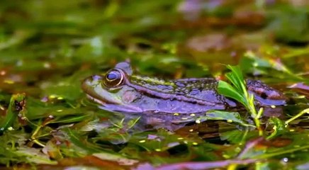 Lake Göygöl. Озеро Гёйгёль. Göygöl.
