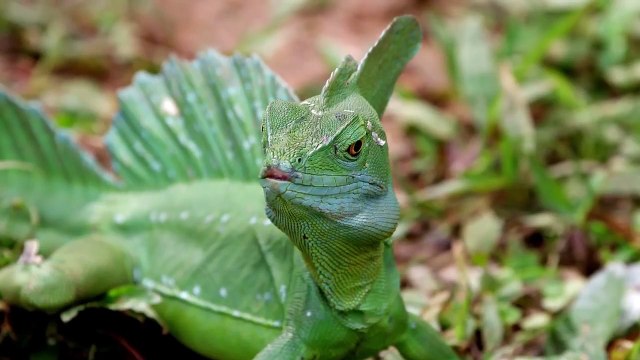 Коста-Рика – удивительная флора и фауна!!! (качество – 4К)