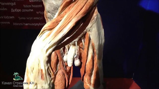 Анатомический музей Пластинариум в Германии- Выставка человеческих органов