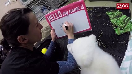 Voici Nora, adorable oursonne polaire