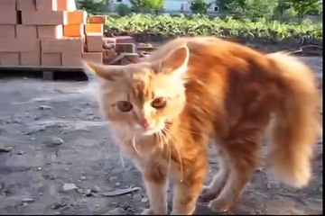 Кошка. Прикол. Укрощение собаки