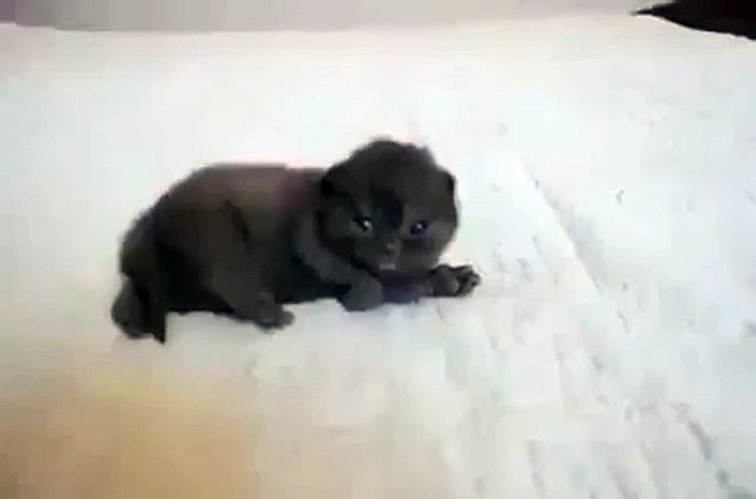 Kedinin Sahibiyle Mükemmel Oyunu