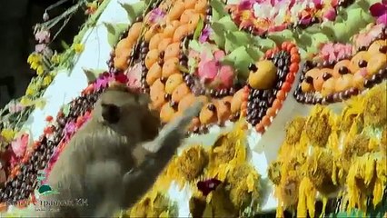 Фестиваль обезьян в Тайланде  Обезьяний пир