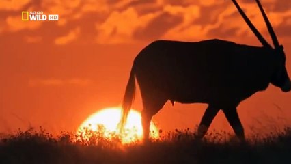 The Lives Of Lions Nat Geo WILD Video June 2016