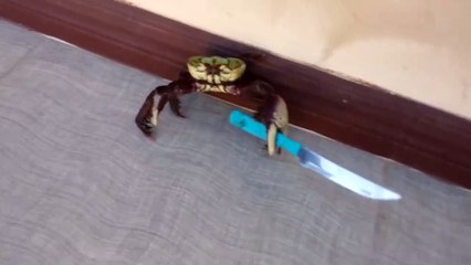 Drôle : ce crabe ne veut pas passer à la casserole et se défend