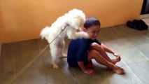 Very funny animals video Dog masturbation newest 2015
