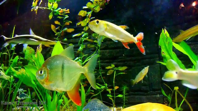 Чудо Китая- Шанхайский океанариум с одним из самых длинных туннелей в мире