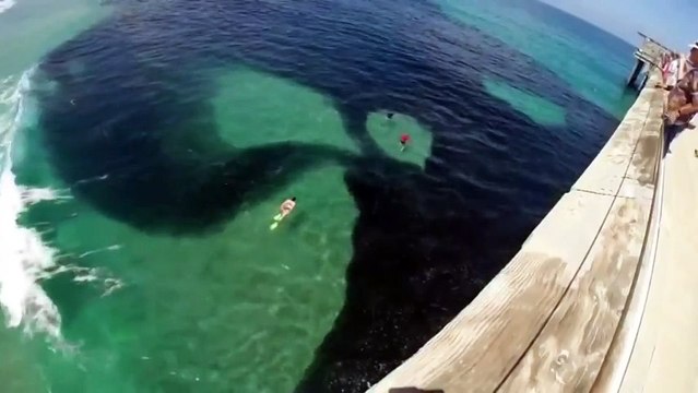 Решили посмотреть на темные пятна под водой, а там