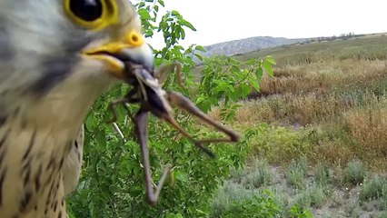 Nest box for birds  kestrel. Домик для пустельги.