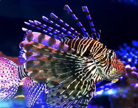 Экзотика океана Рыбы