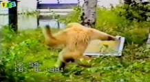 Top funny Animal Videos | Funny Animals Compilation | Funny cat videos | funny dog videos