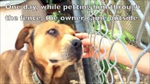 An emotional and inspiring dog rescue story