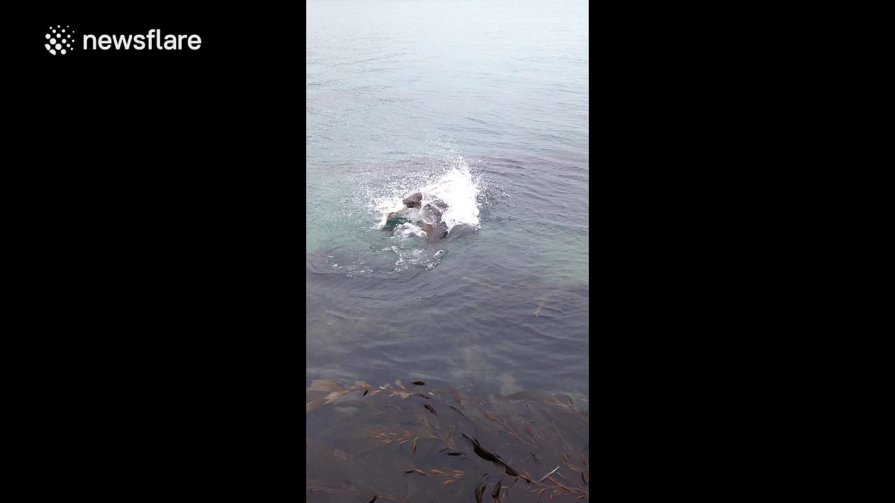 Sea lion vs octopus
