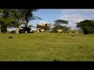 Salto bois-madame 974