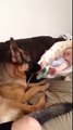 German Shepherd and Baby are Best Friends