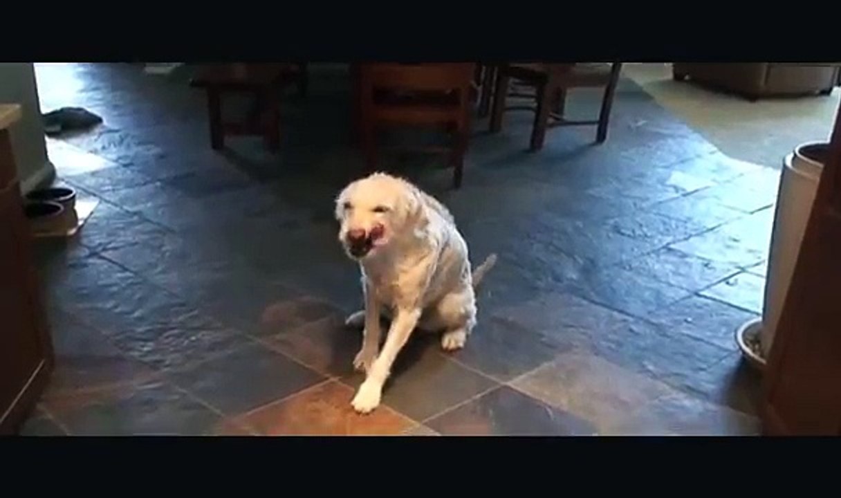 Dog Tricks Labradoodle Tricks You can Teach Your Dog