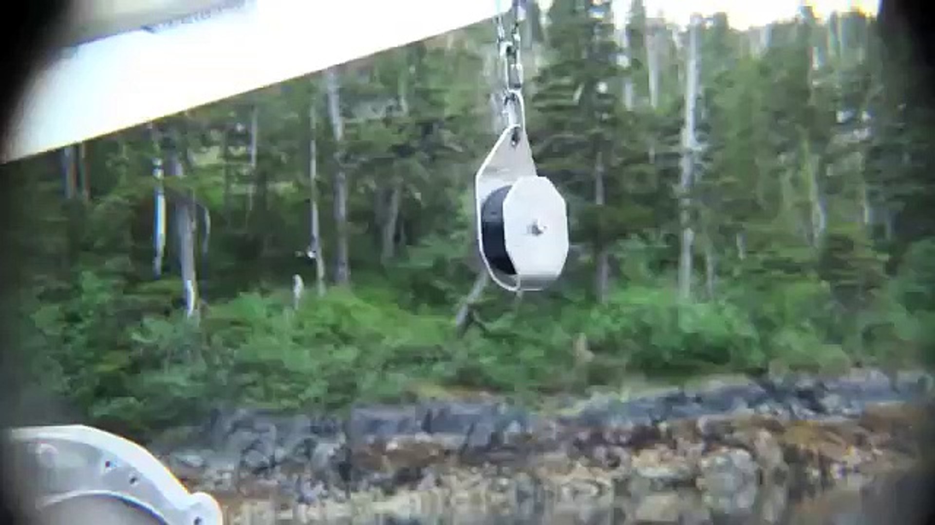 Bald Eagle Catches Fish and Swims with it to Shore