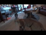 Stuffed Bobcat Scared the Shit out of Cats