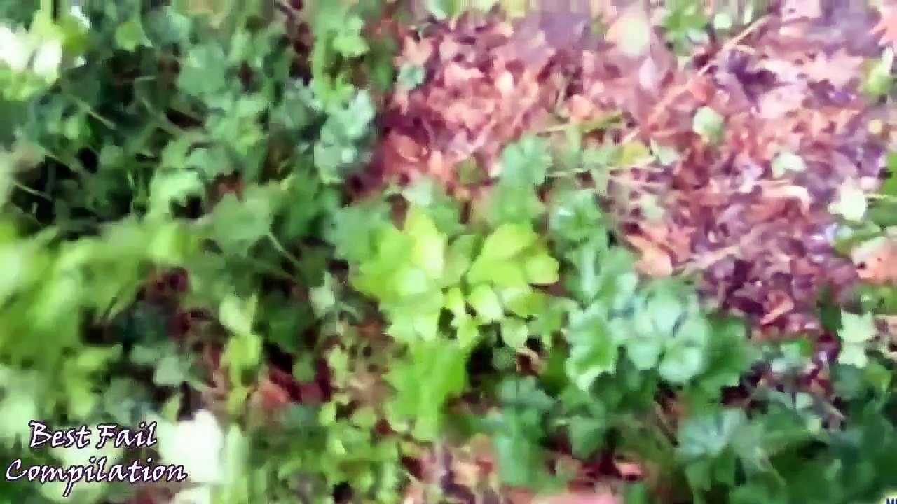 New Funny Dogs Videos Funny Animals Compilation Funny Fails Dog Videos