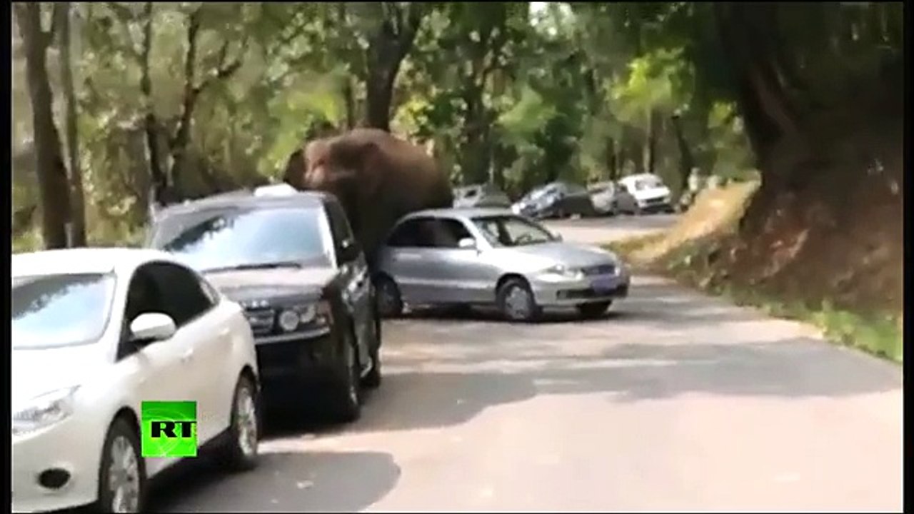 "Desilusão amorosa" faz elefante atacar carros em reserva ambiental; veja vídeo