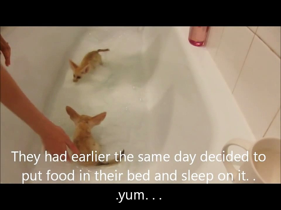 Fennec fox babies take a bubble bath
