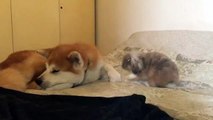 These Cuddling Akita Inu and Fluffy Bunny Are Just Too Cute