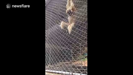 Clever gibbon grabs piece of bread from zoo visitor through cage