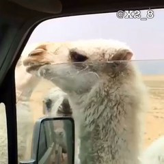Babine d'un dromadaire coincée avec la vitre d'une camionnette