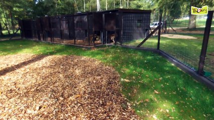 VIS MA VIE DE HYENE - PARTIE 2