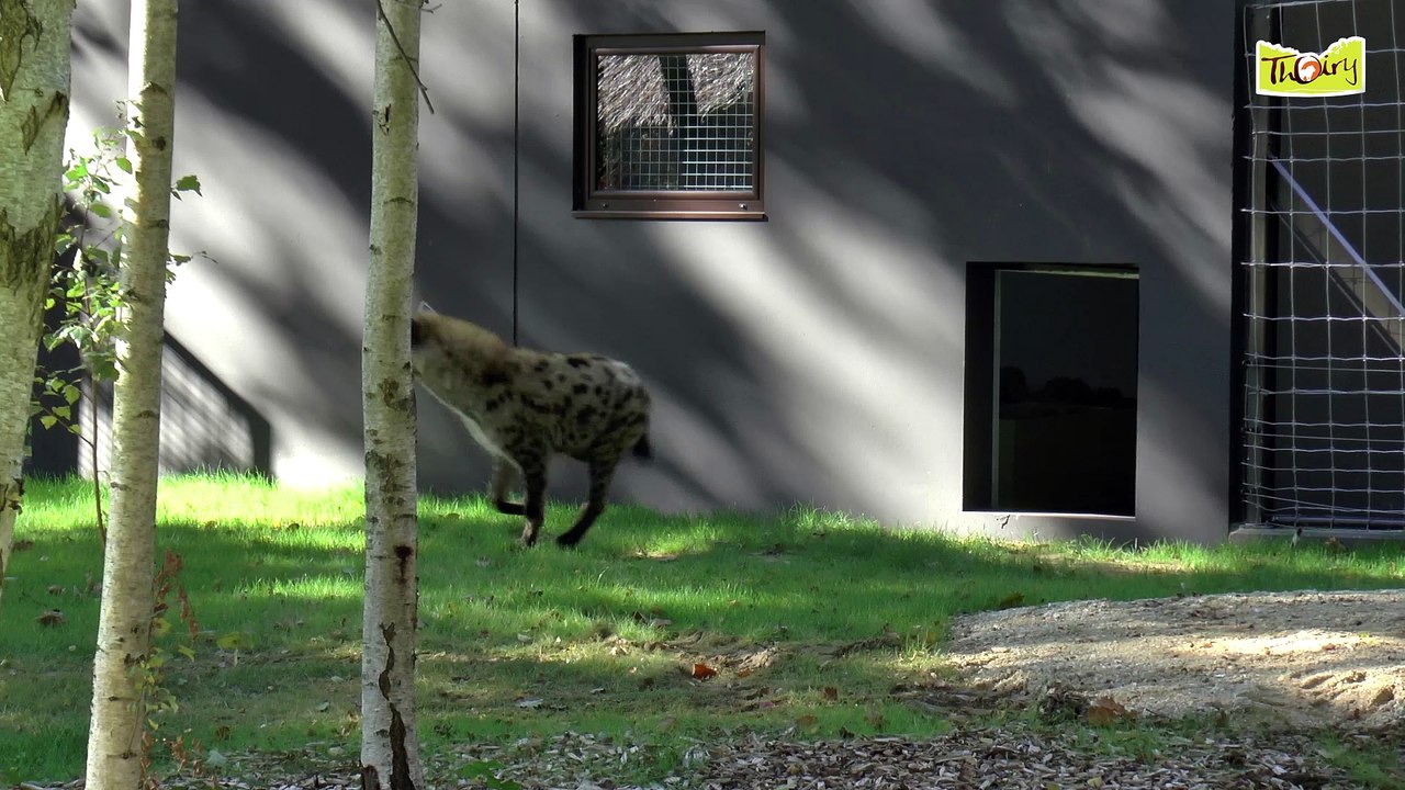 VIS MA VIE DE HYENE - PARTIE 3