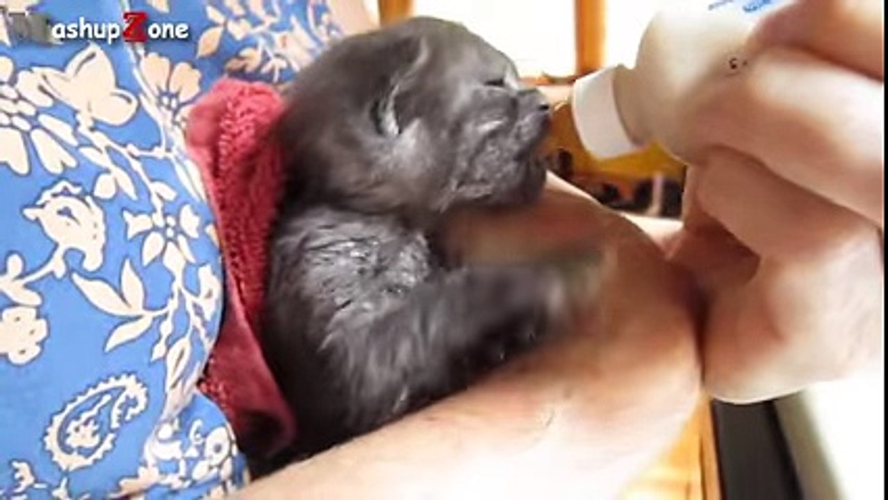 Cute Kittens drink  milk & on the mirroer-