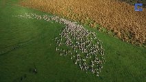 Koyun sürüsünün hipnoz etkisi yaratan otlama görüntüleri