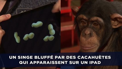 Un singe bluffé par des cacahuètes qui apparaissent sur un iPad