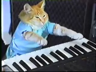 Cat playing piano!!! Funny!!