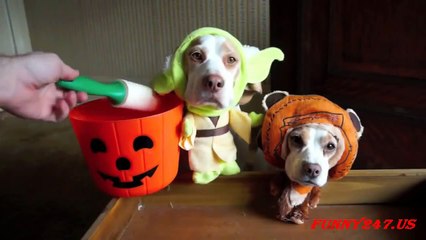 I WAS LAUGHING ! - REALLY CRAZY - Funny Dogs wearing funny costumes !